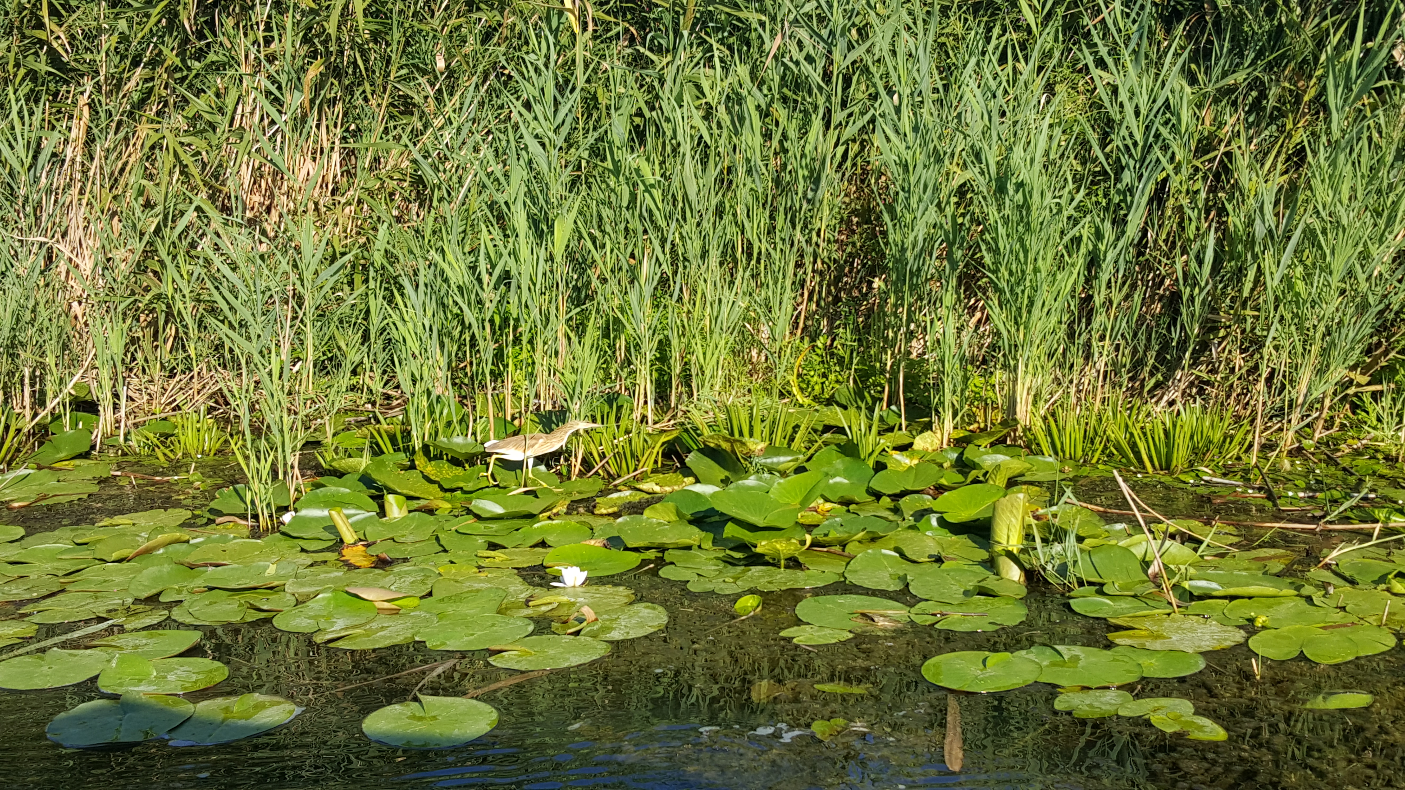 Pasare si nuferi in Delta Dunarii